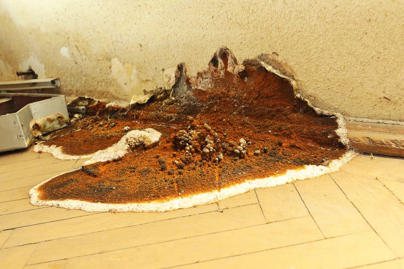 Dry Rot Repair Service detail