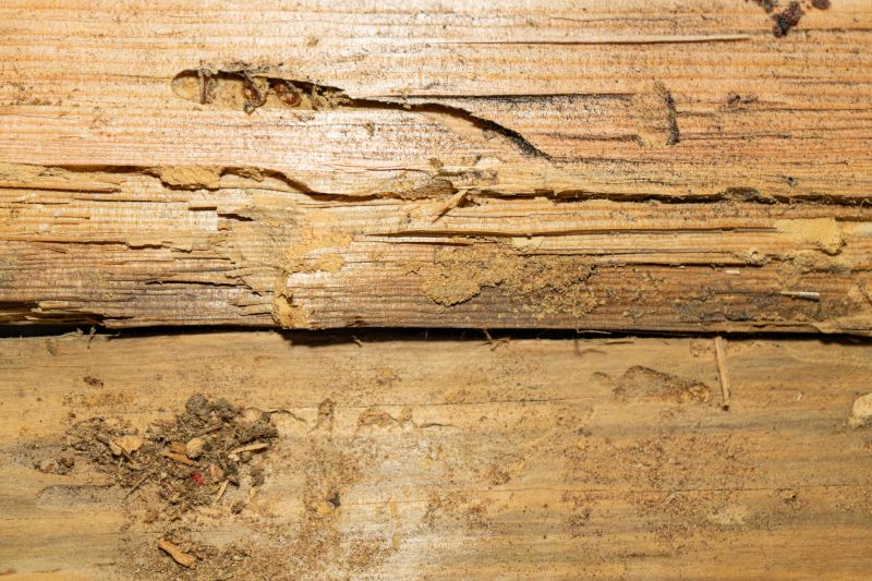 Termite Damage Repair Service detail