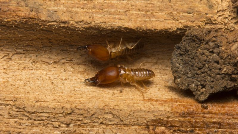 Termite Damage Restoration