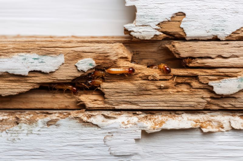 Termite Damage Restoration