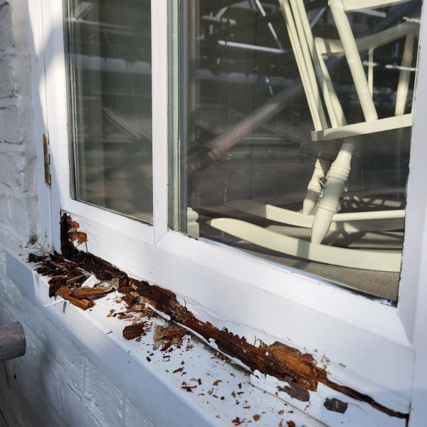 Wood Decay Removal in American Fork