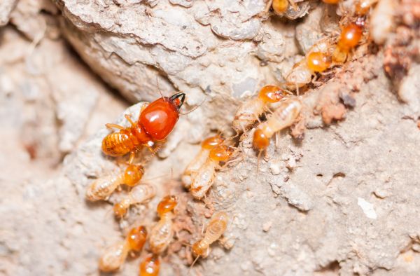 Termite Damage Repair Service in American Fork