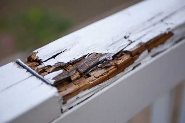 Dry Rot Repair Service in American Fork