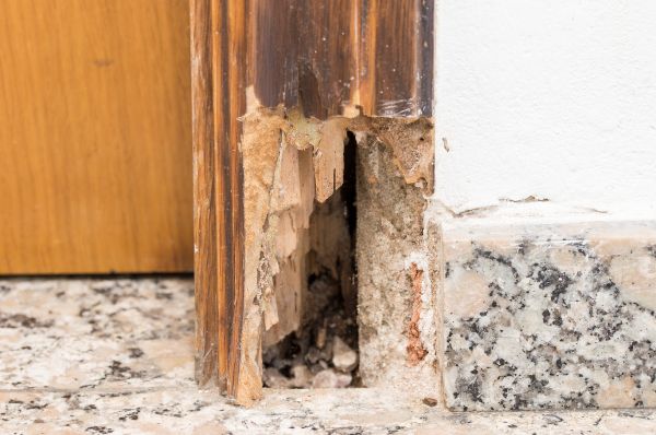 Dry Rot Remediation in American Fork